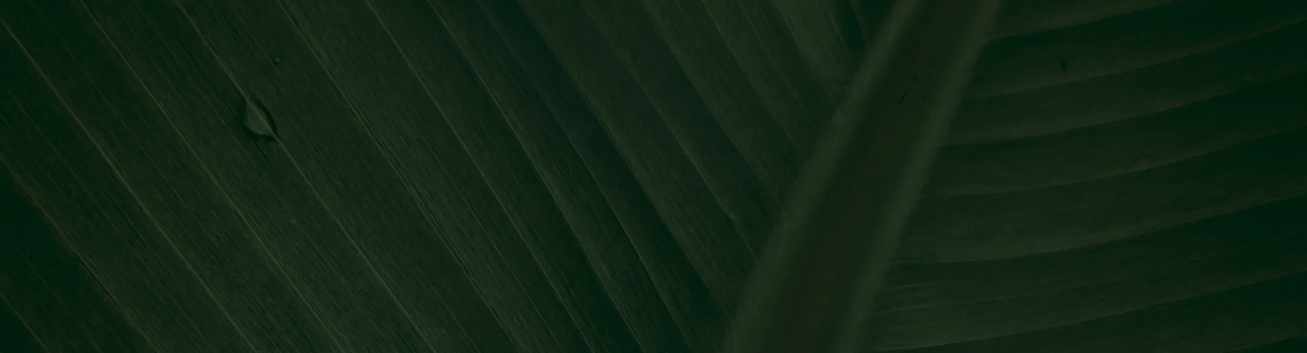 Bois flotté brut - Pièce unique sculpturale avec ramification et texture naturelle