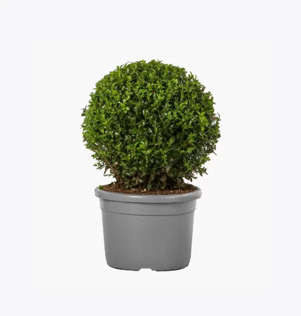 Écorce de bois flotté – Tube creux naturel de liège