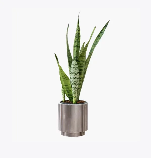 Écorce de bois flotté – Tube creux naturel de liège