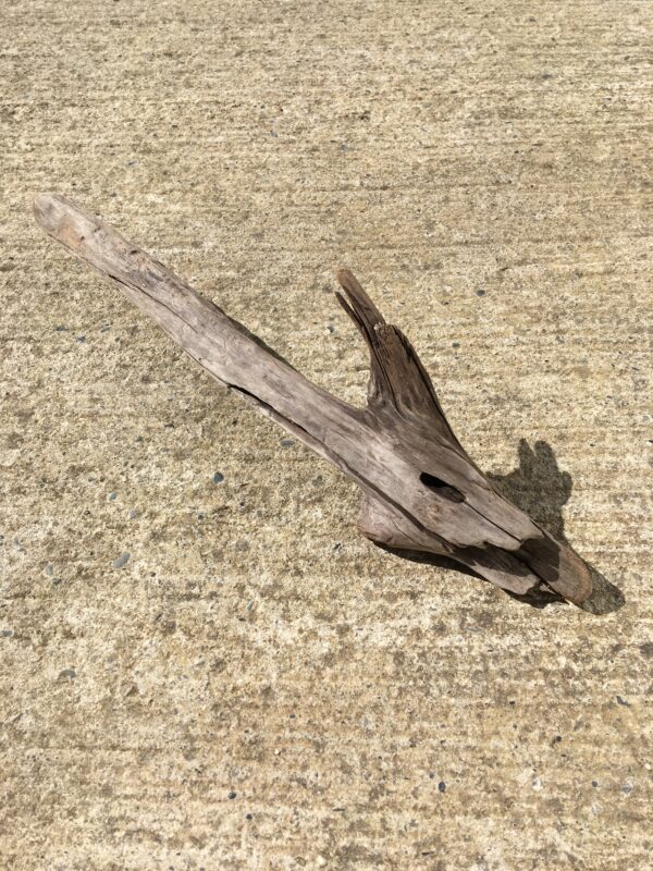 Bois flotté brut vue 2