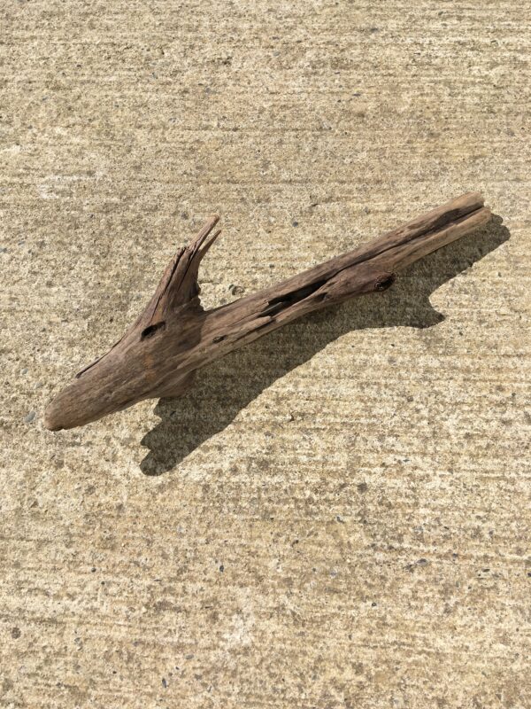 Bois flotté brut vue 5