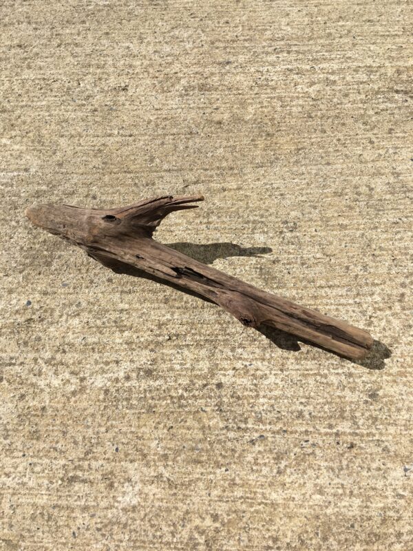 Bois flotté brut vue 6