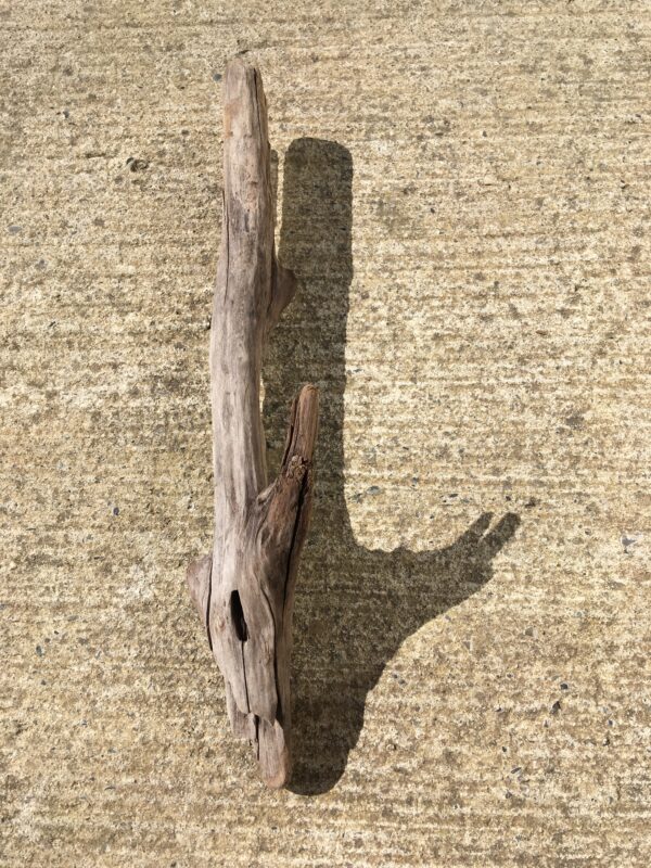 Bois flotté brut vue 7