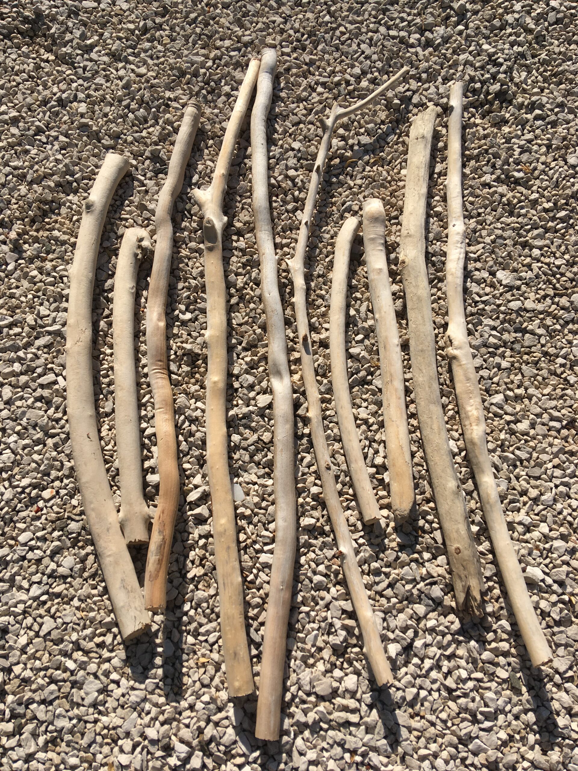 Branches de bois flotté brut et naturel