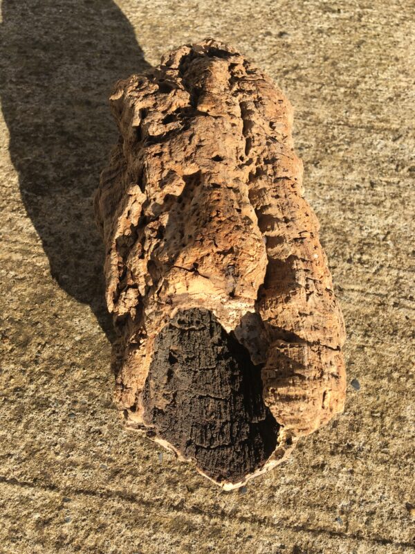 Ecorce bois flotté brut vue 6