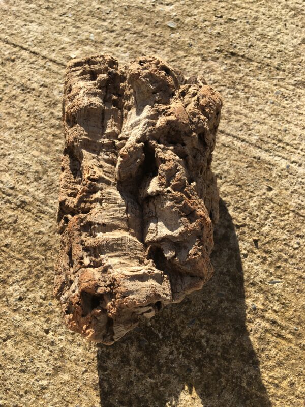 Ecorce bois flotté brut vue 7