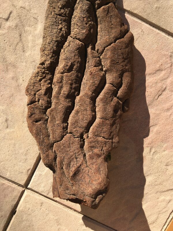 Grande écorce de bois flotté naturel vue 1