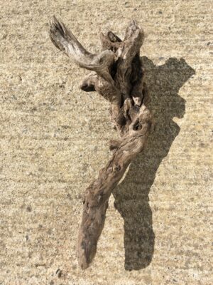 Racine bois flotté brut vue 1