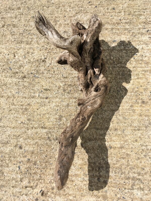 Racine bois flotté brut vue 1