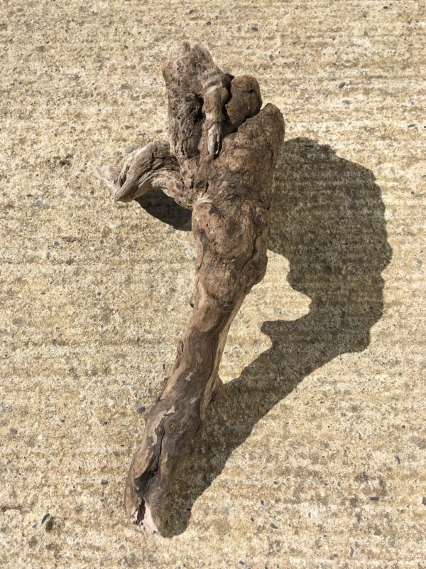 Racine bois flotté brut vue 2