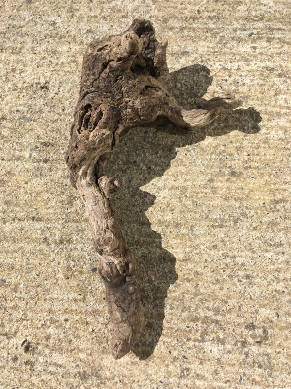 Racine bois flotté brut vue 3