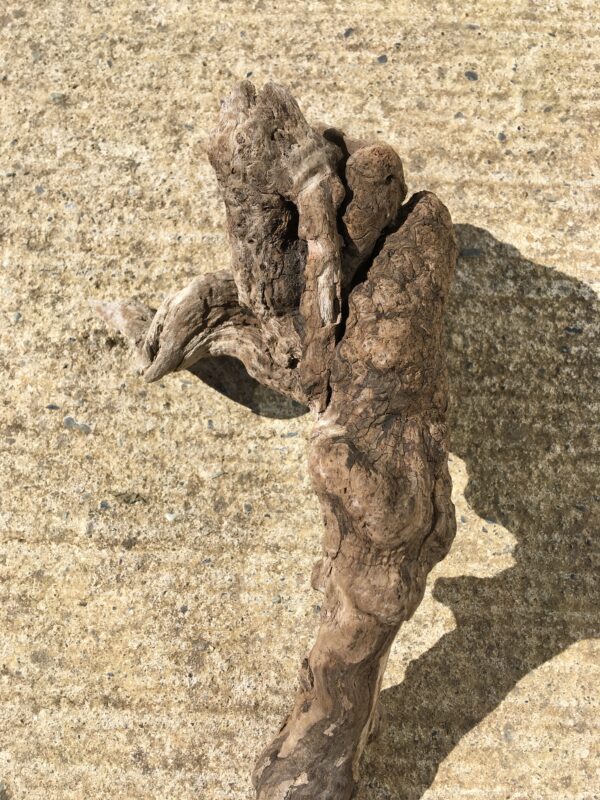 Racine bois flotté brut vue 4