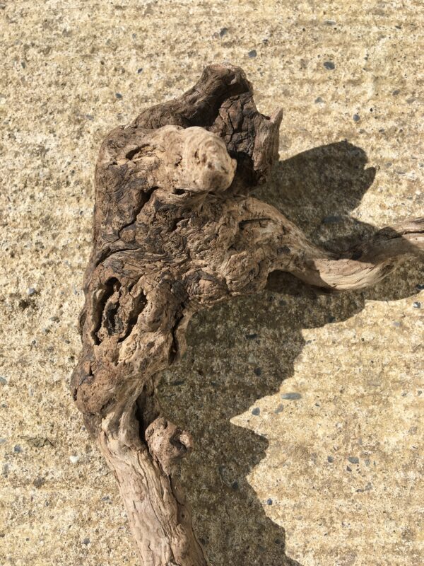 Racine bois flotté brut vue 5