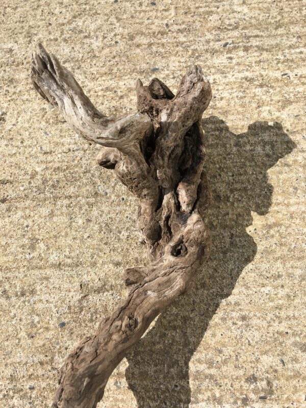 Racine bois flotté brut vue 6