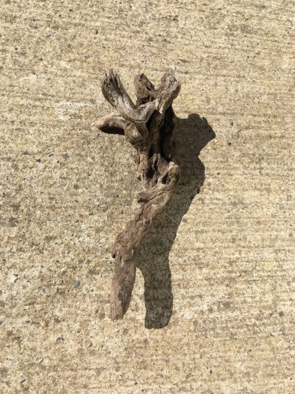 Racine bois flotté brut vue 7