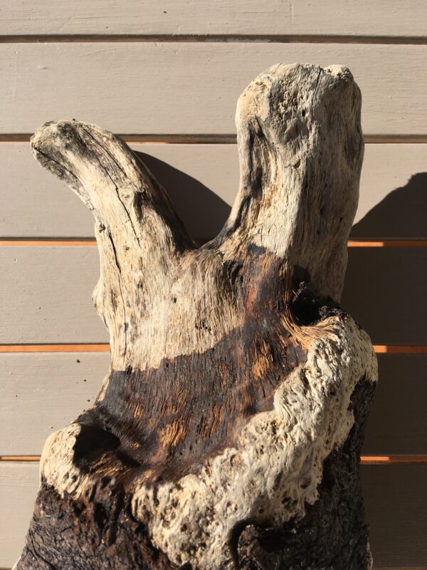 racine-bois-flotte-005-5 Racine de bois flotté naturel vue 5