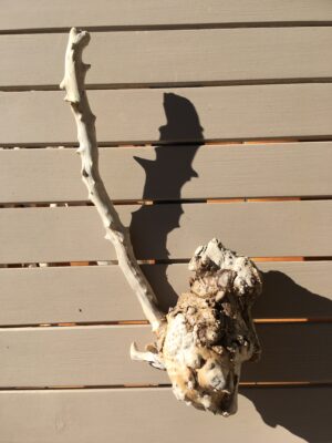 Racine de bois flotté naturelle vue 1