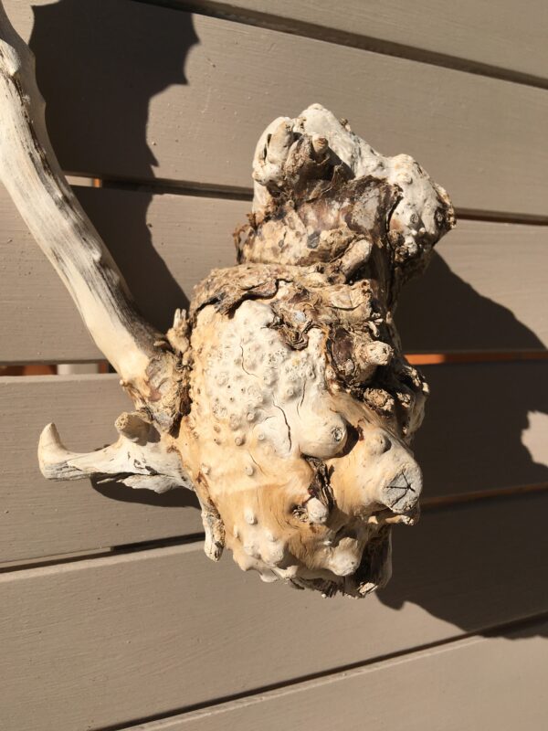 Racine de bois flotté naturelle vue 2