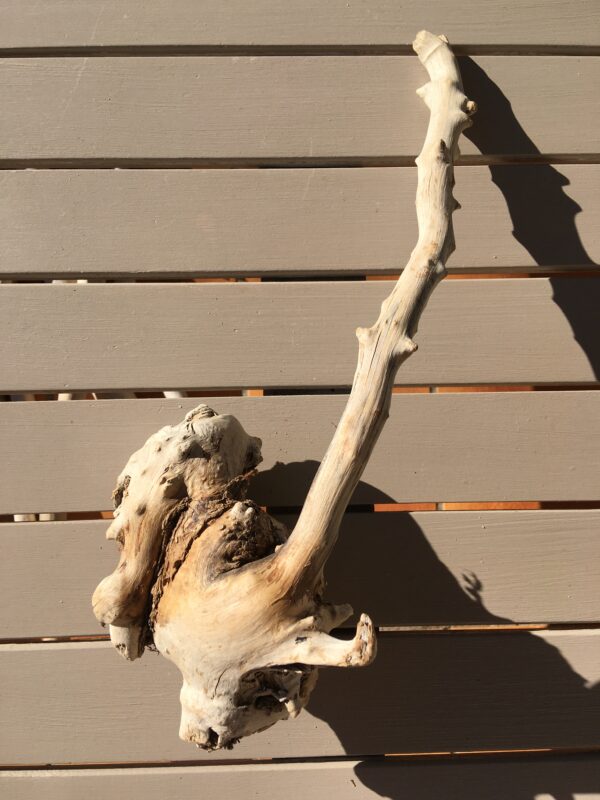Racine de bois flotté naturelle vue 4