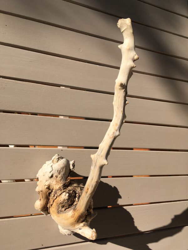 Racine de bois flotté naturelle vue 6