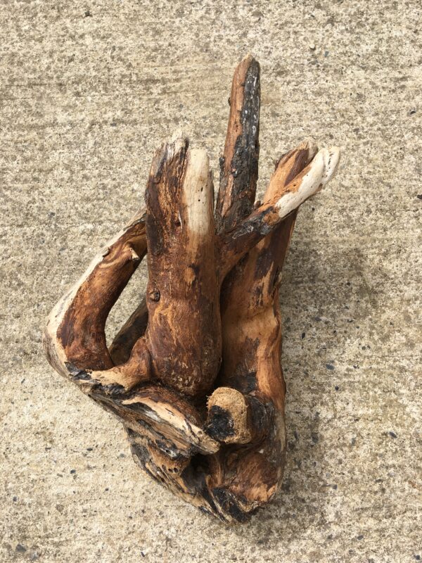 souche-bois-flotte-006-1 Souche de bois flotté brut vue 1