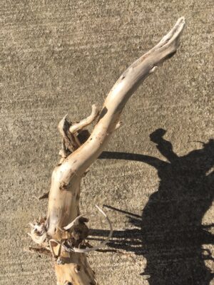 Grande racine de bois flotté vue 1