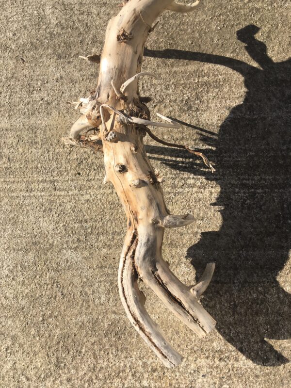 Grande racine de bois flotté vue 3