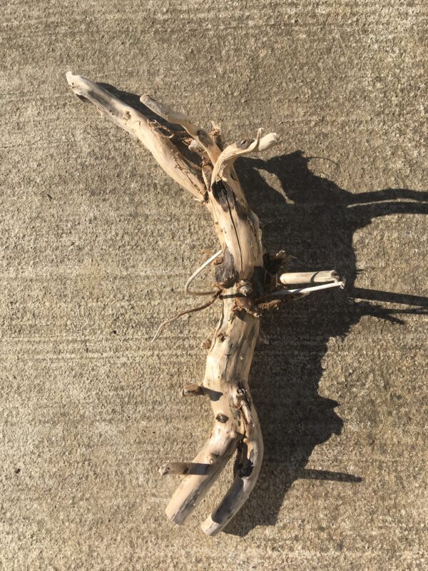 Grande racine de bois flotté vue 4