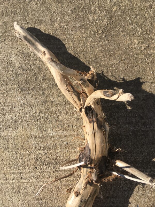 Grande racine de bois flotté vue 5