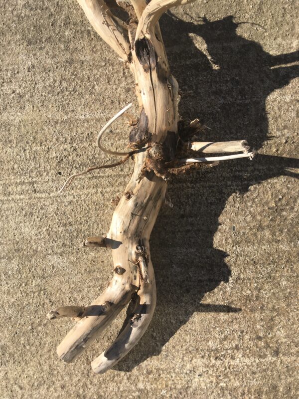 Grande racine de bois flotté vue 6