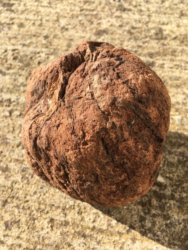 Souche de bois flotté forme ronde vue 1