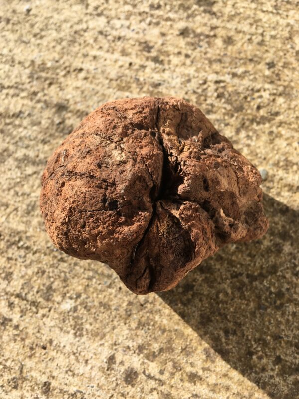 Souche de bois flotté arrondie vue 5