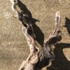 Grande branche torsadée de bois flotté vue 3