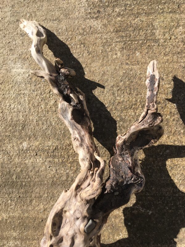 Grande branche torsadée de bois flotté vue 3