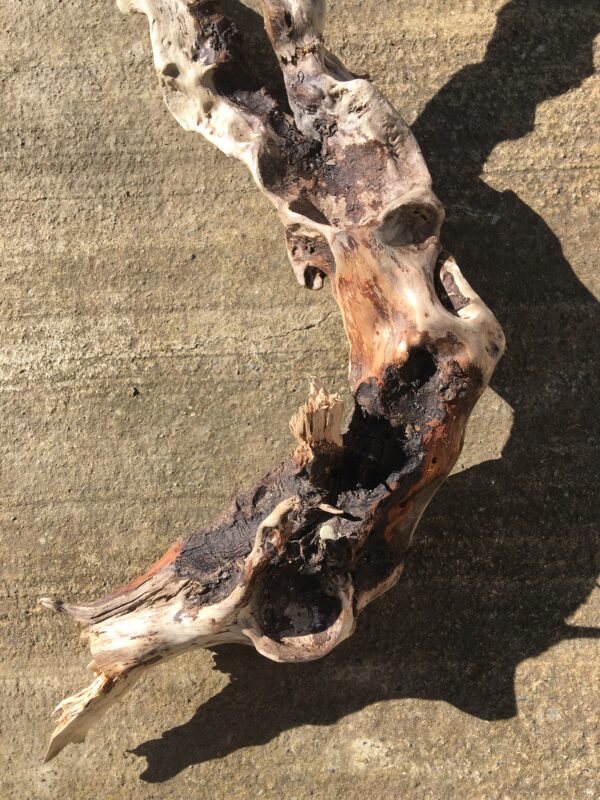 Grande branche torsadée de bois flotté vue 6