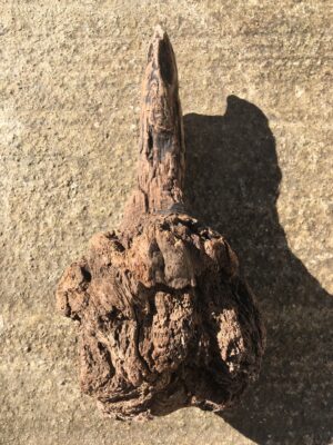 Souche de bois flotté aileron vue 1