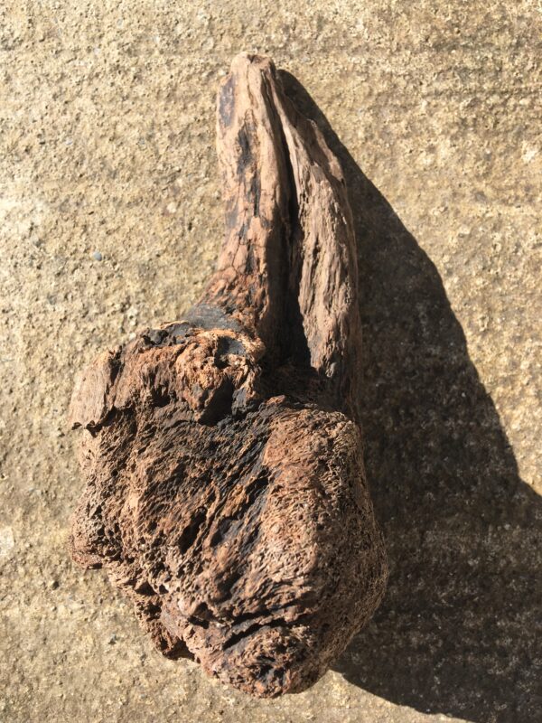 Souche de bois flotté aileron vue 2