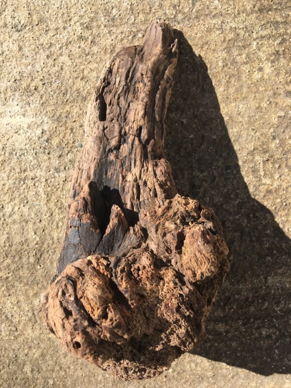 Souche de bois flotté aileron vue 3