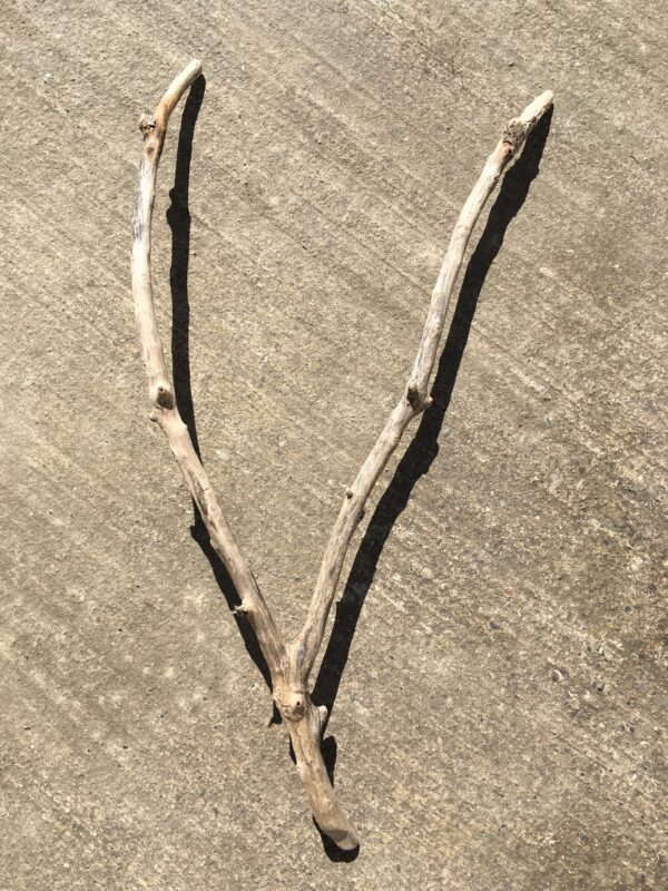 Branche de bois flotté en forme de V vue 1