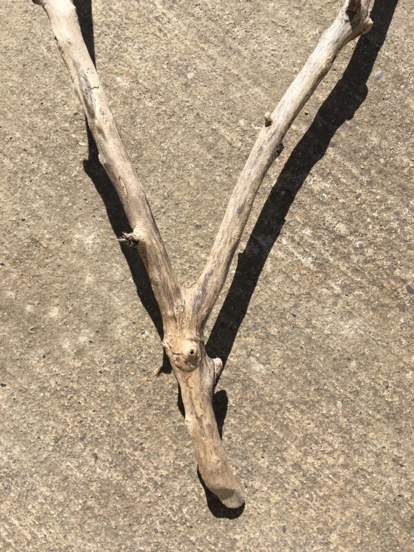 Branche de bois flotté en forme de V vue 2