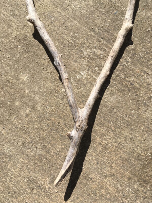 Branche de bois flotté en forme de V vue 5