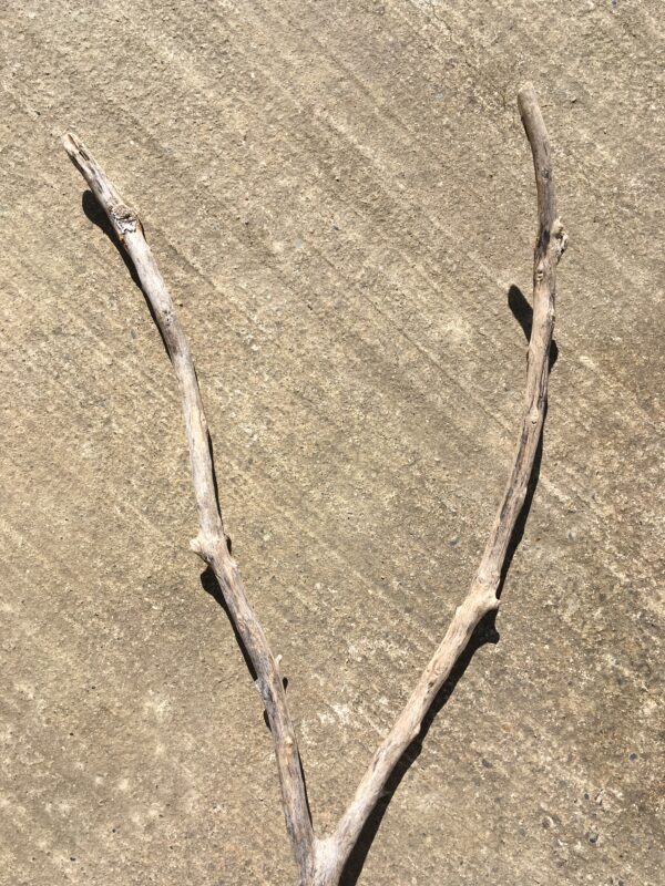 Branche de bois flotté en forme de V vue 6