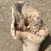 Tronc de bois flotté naturel vue 4