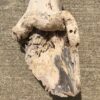 Tronc de bois flotté naturel vue 8