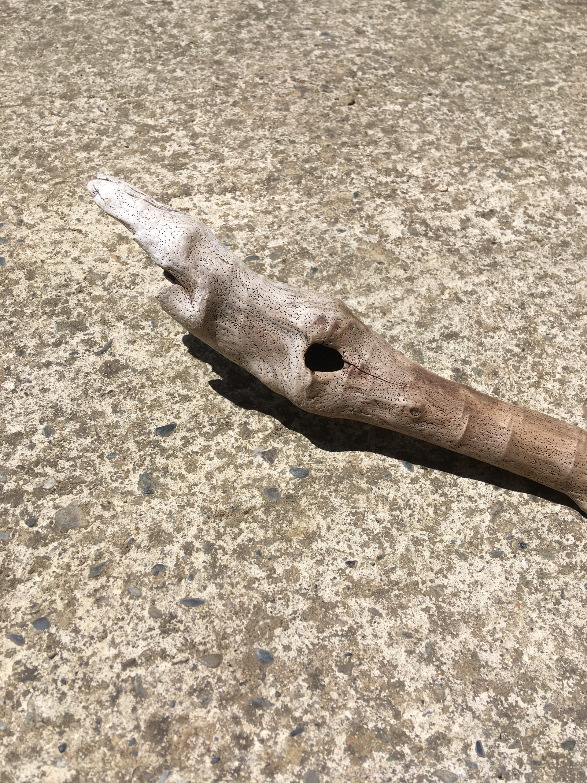 branche-bois-flotte-animal-2 Branche de bois flotté - Forme animale