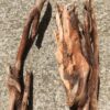 Grandes racines de bois flotté couleur ocre vue 2