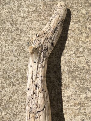Branche massive de bois flotté vue 1