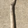 Branche massive de bois flotté vue 2