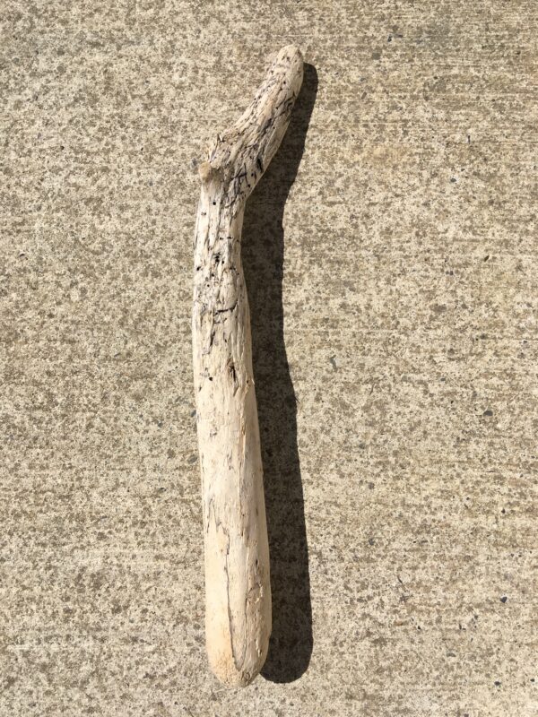 Branche massive de bois flotté vue 2