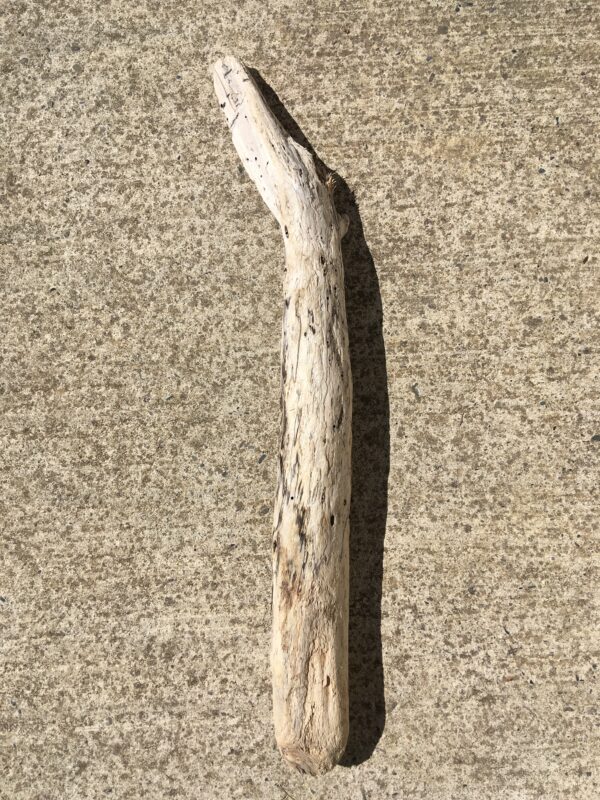 Branche massive de bois flotté vue 3